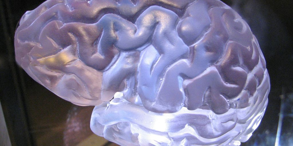 a close up of a plastic brain model