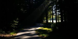 Bright path through dark forest, sunlit.