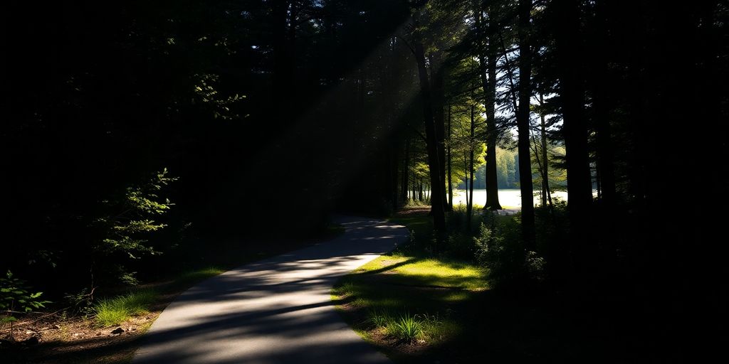 Bright path through dark forest, sunlit.