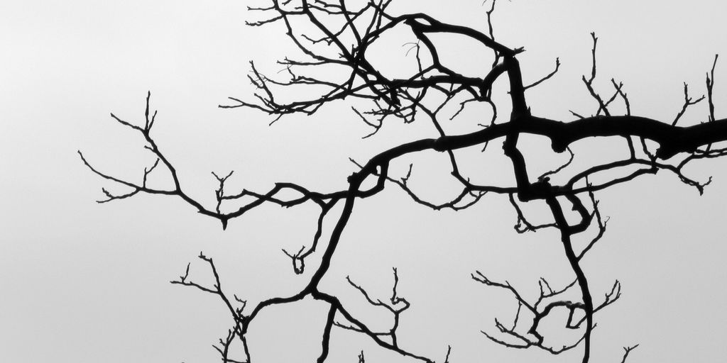 A black and white photo of a tree with no leaves